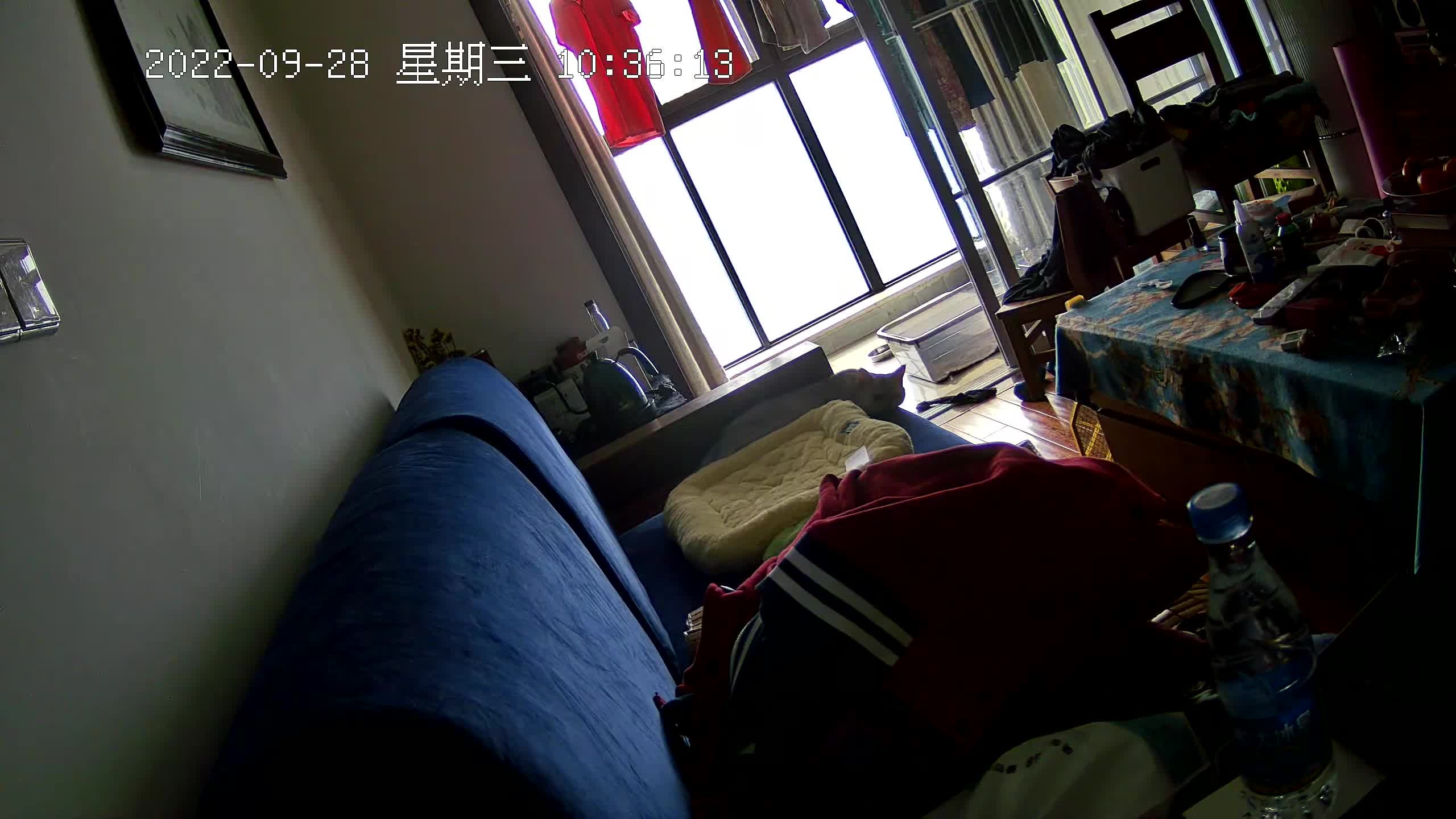 2022.9.28 被深深厌恶的菠萝床