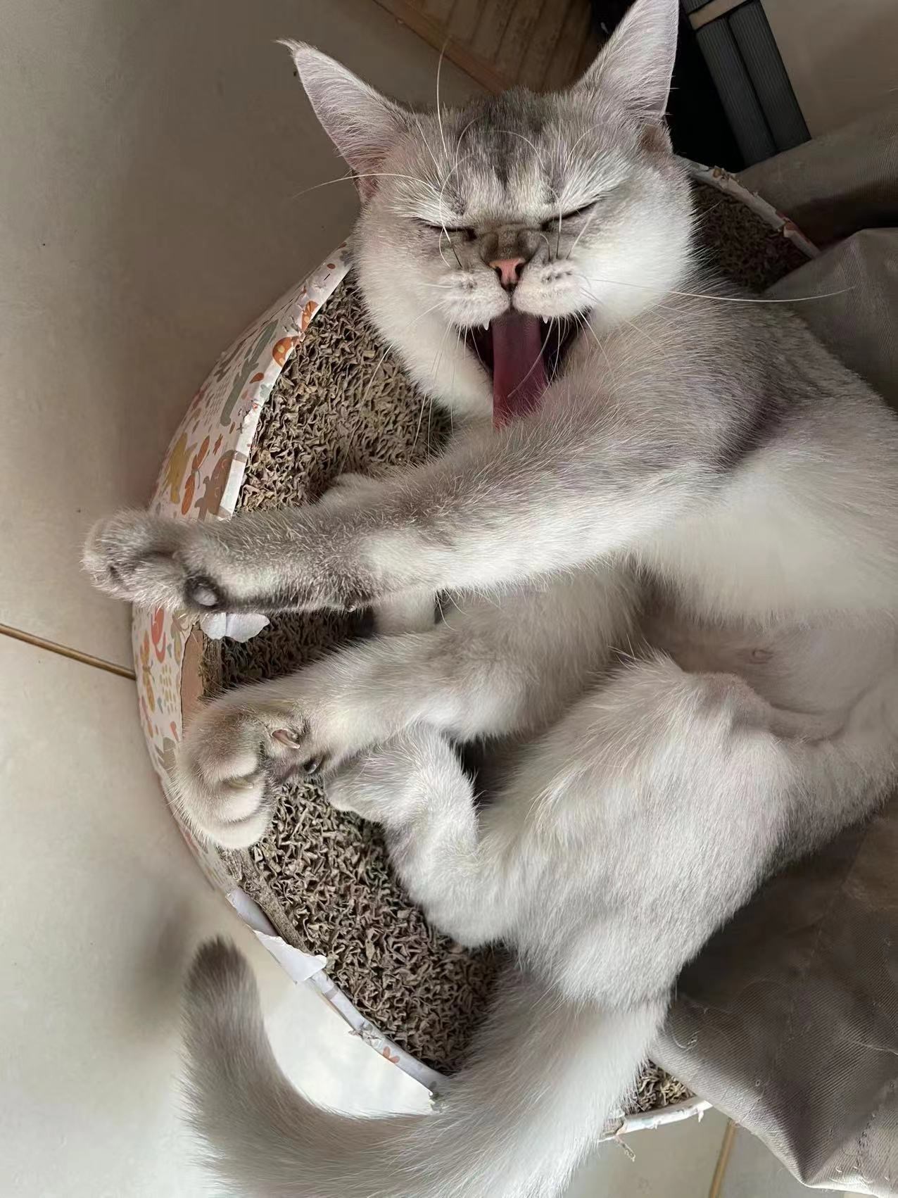 2022.7.3 BB猫的到来