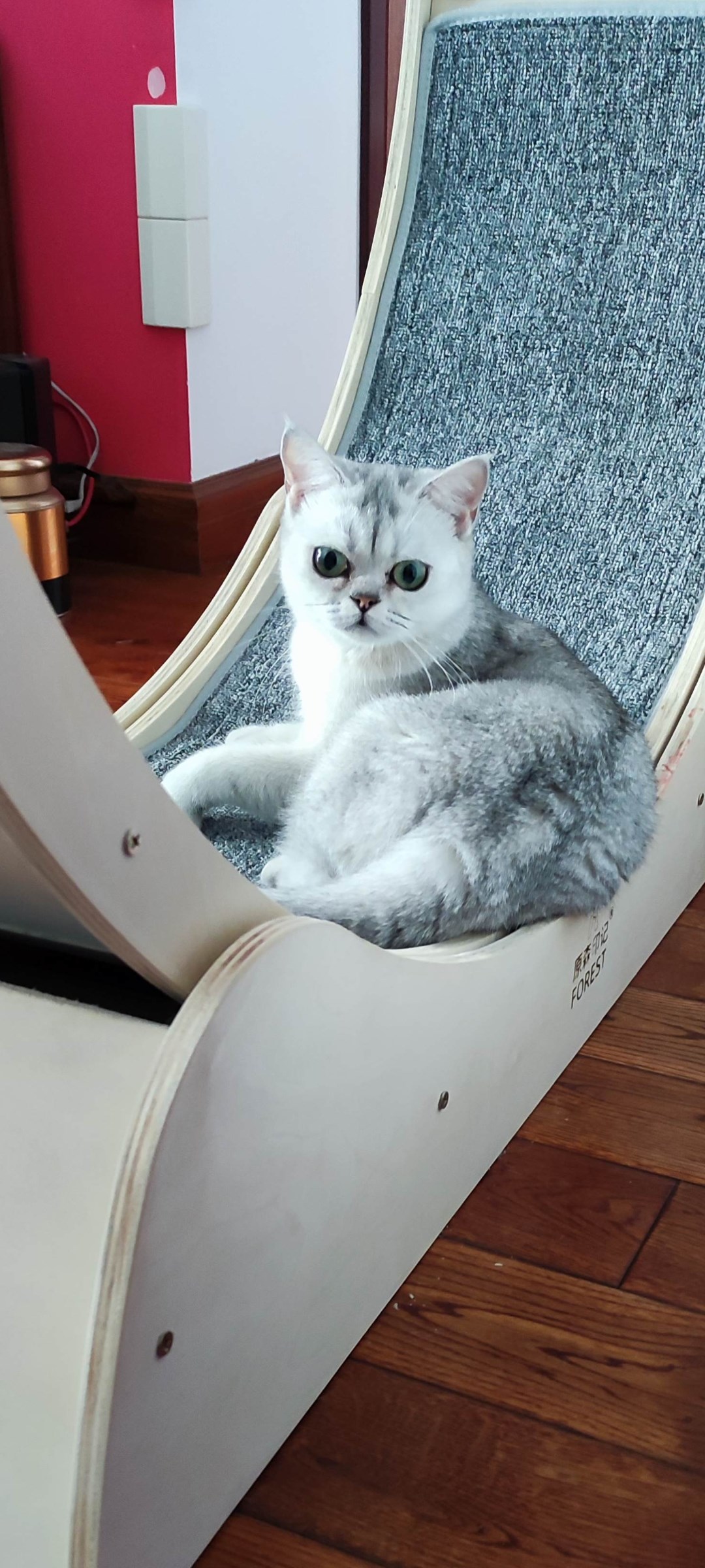 BB猫在10月