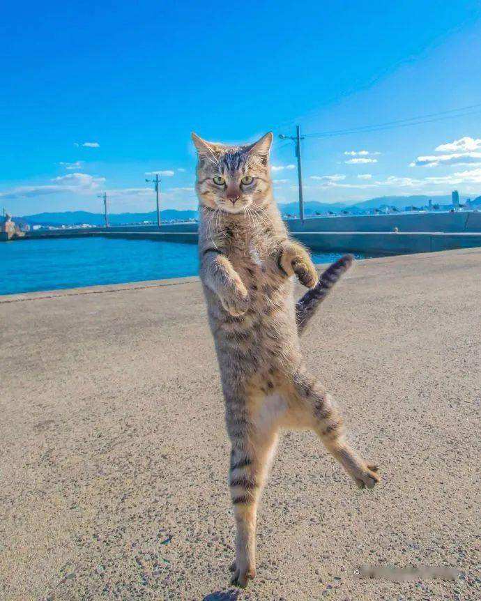 猫的进化史