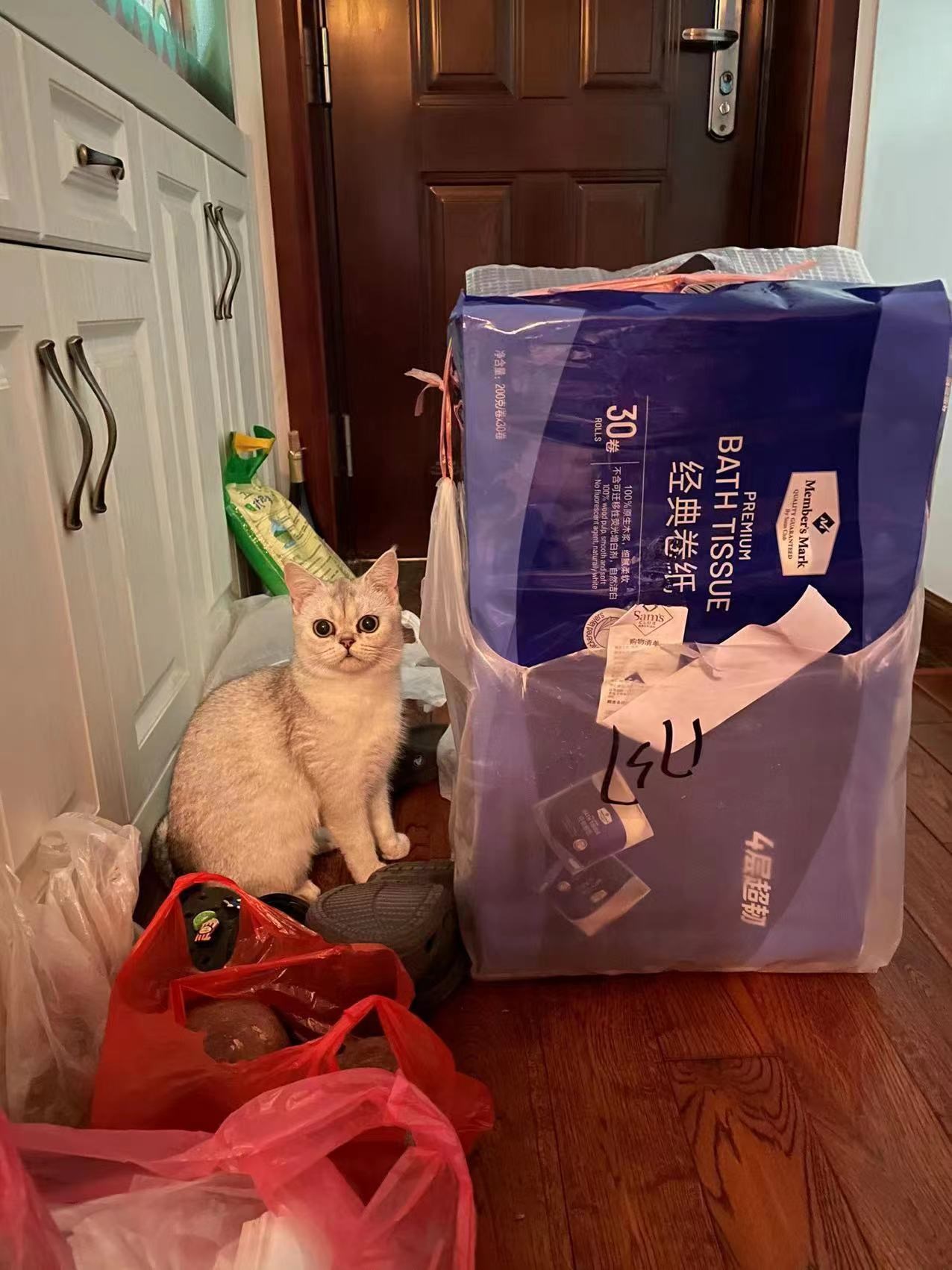 卷纸代言猫