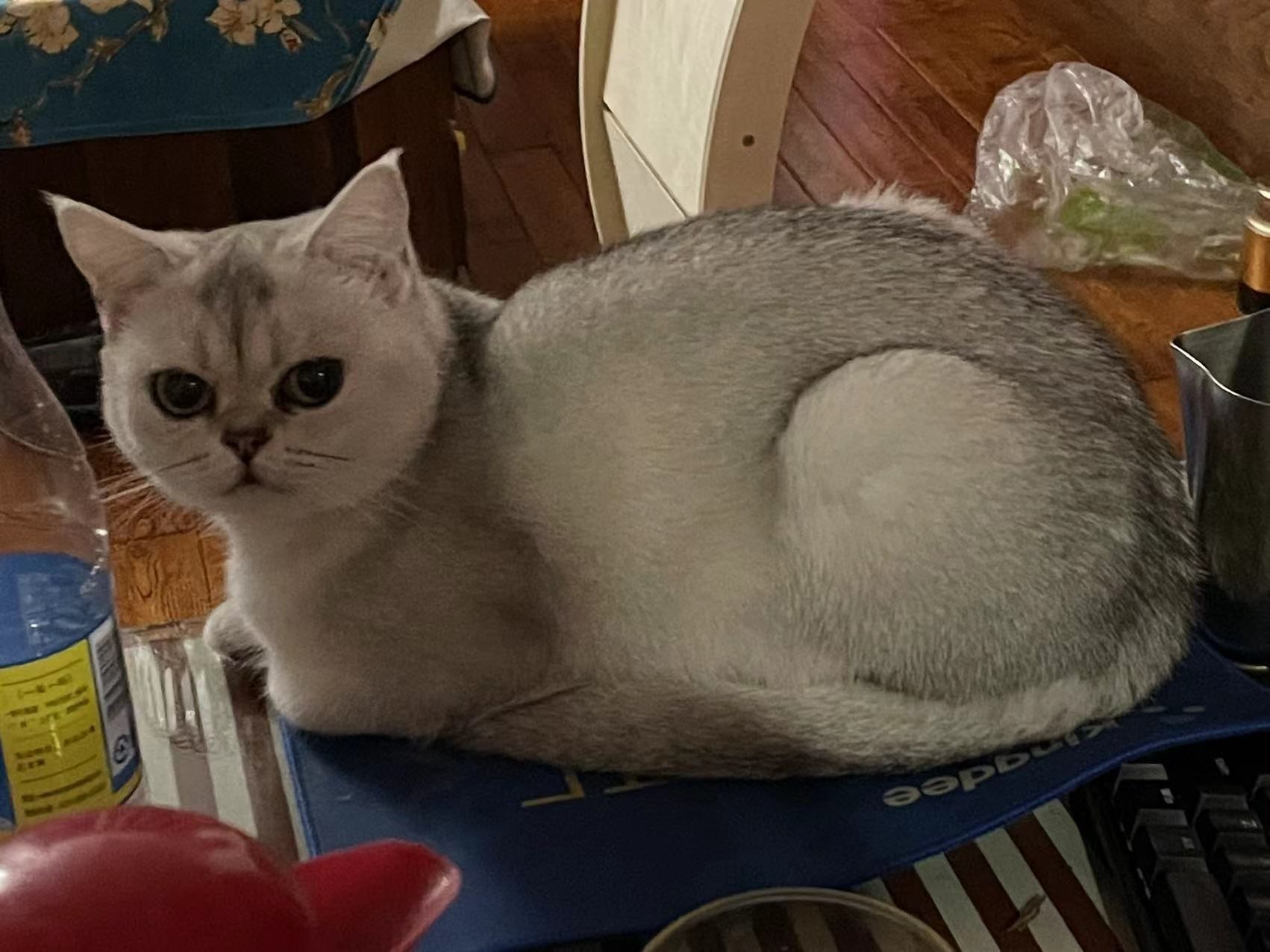 BB猫在10月的最后一天