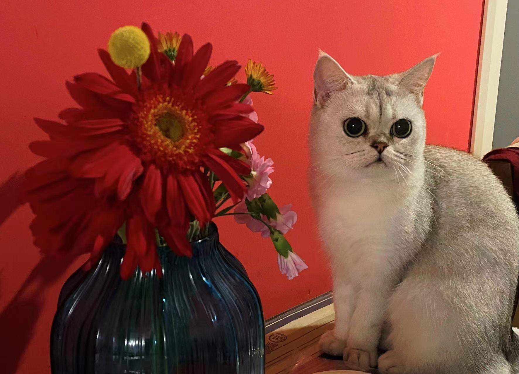 猫面桃花