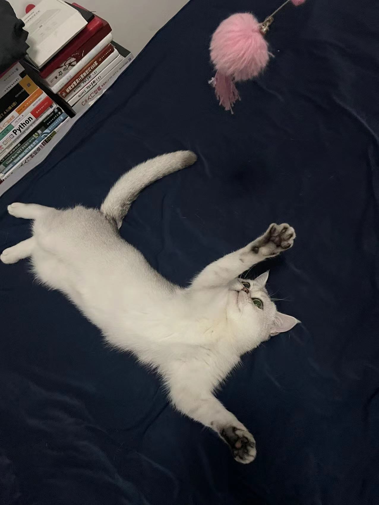 @BB猫在11月.2