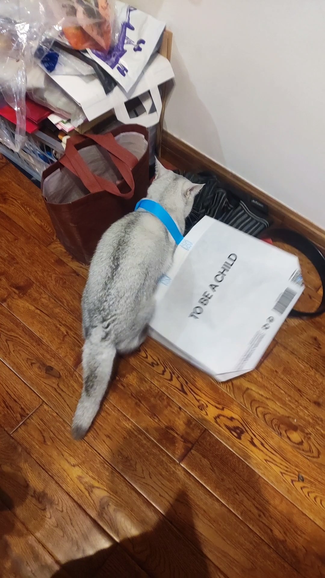 BB猫在11月3