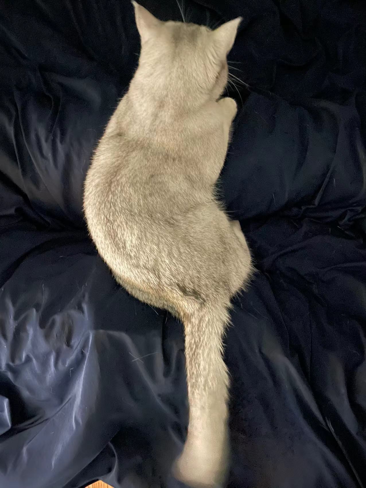 BB猫在11月4