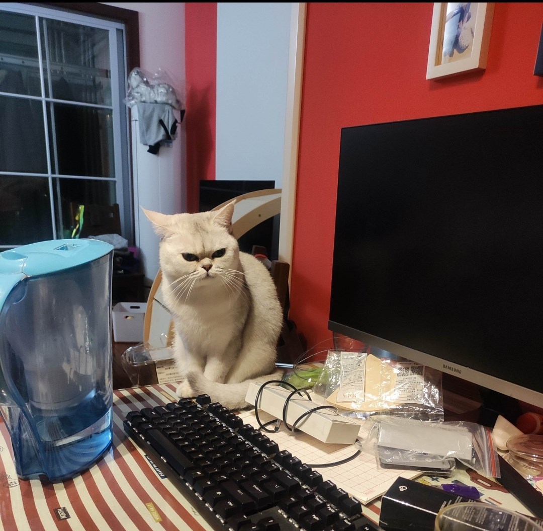 BB猫在12月2