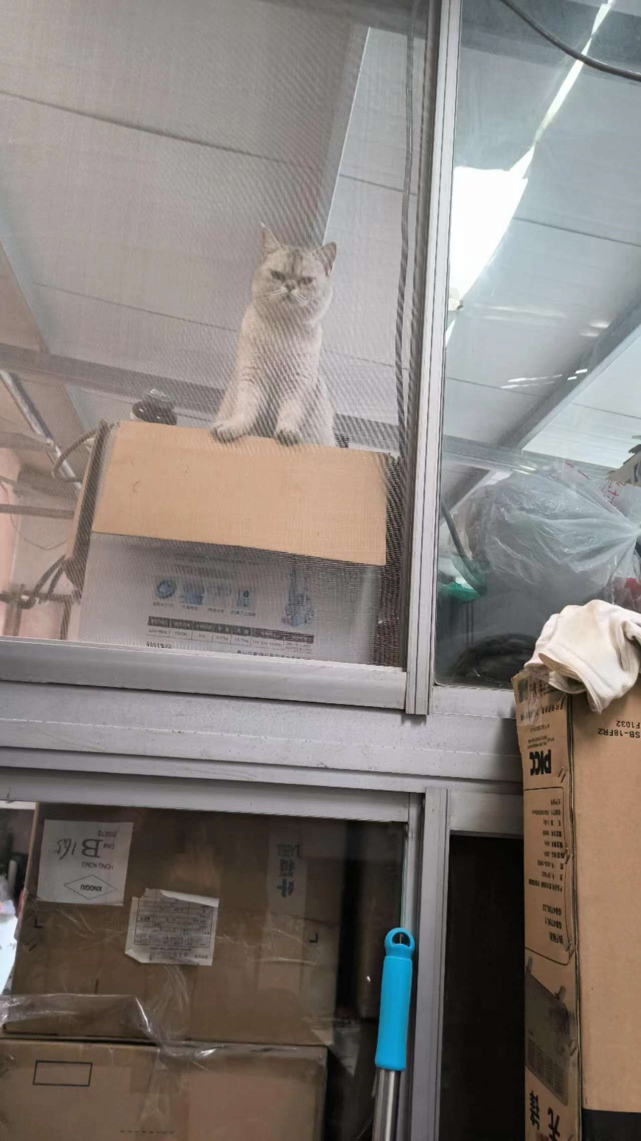 猫小B在四月