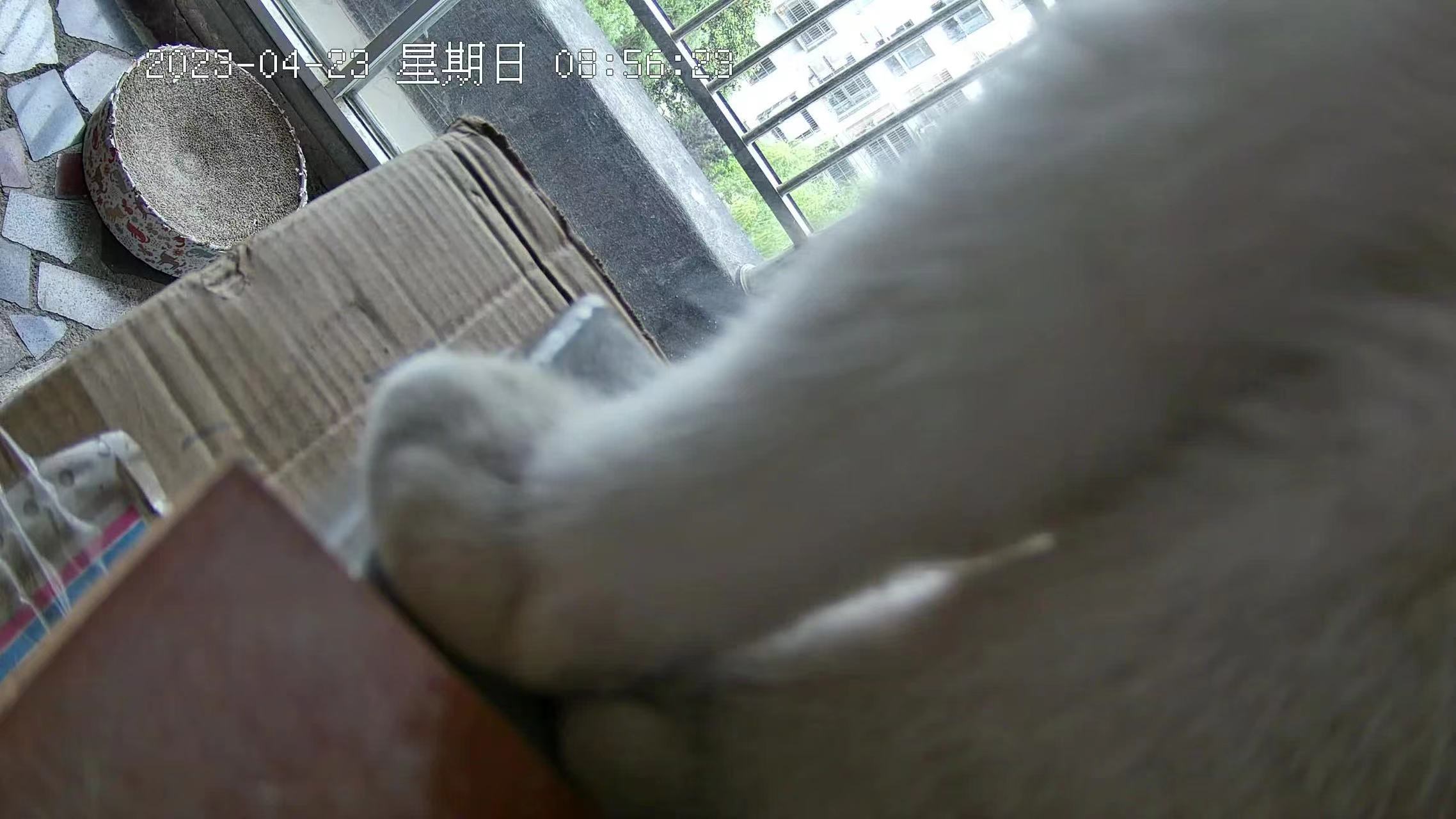 猫小B在四月